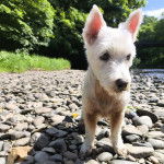 Un Terrier de Westphalie sur une surface rocailleuse et qui semble détendu 