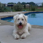 Un Terrier de Westphalie allongé devant une piscine et tirant la langue 