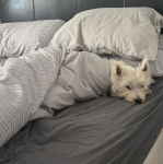 Un Terrier de Westphalie allongé sur un lit et semblant détendu 