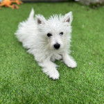 Un Terrier de Westphalie allong&eacute; sur une surface gazonn&eacute;e et regardant vers la cam&eacute;ra 