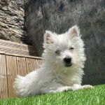 Un Terrier de Westphalie allong&eacute; sur une surface gazonn&eacute;e et qui semble d&eacute;tendu 