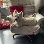 Un Terrier de Westphalie allong&eacute; sur un fauteuil et regardant et regardant vers la cam&eacute;ra 
