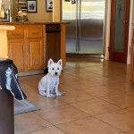 Un Terrier de Westphalie assis sur un sol carrel&eacute; et regardant vers la cam&eacute;ra 