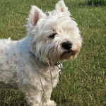 Un Terrier de Westphalie sur un terrain herbeux et portant un collier autour du cou 