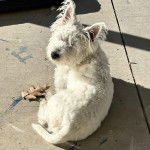 Un Terrier de Westphalie allong&eacute; sur une surface en b&eacute;ton et regardant vers la cam&eacute;ra 