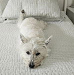 Un Terrier de Westphalie allong&eacute; sur un lit 