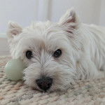 Un Terrier de Westphalie allong&eacute; et regardant vers la cam&eacute;ra 