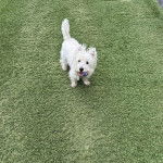 Un terrier de Westphalie sur un terrain en pelouse artificielle, la balle serr&eacute;e entre ses crocs
