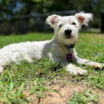 Un Terrier de Westphalie allong&eacute; sur un terrain herbeux et portant un collier autour du cou