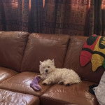 Un Terrier de Westphalie allong&eacute; sur un canap&eacute; et regardant vers la cam&eacute;ra 