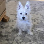 Un Terrier de Westphalie assis sur une moquette et regardant la cam&eacute;ra