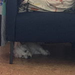 Un Terrier de Westphalie allong&eacute; sous un fauteuil et qui semble dormir 