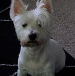 Un Terrier de Westphalie assis sur un tapis 