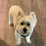 Un Terrier de Westphalie sur un sol carrel&eacute; et portant un harnais 