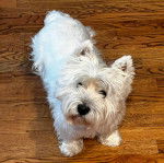 Un Terrier de Westphalie sur un parquet et semblant d&eacute;tendu