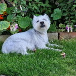 Un Terrier de Westphalie allong&eacute; sur une surface gazonn&eacute;e et semblant d&eacute;tendu 