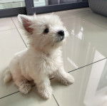 Un chiot Terrier de Westphalie assis sur un sol carrel&eacute; 