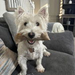 Un Terrier de Westphalie sur un canap&eacute;, portant un collier autour du cou et ayant un objet dans sa gueule