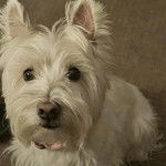 Gros plan d'un Terrier de Westphalie regardant vers la cam&eacute;ra 