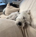 Un Terrier de Westphalie allong&eacute; sur un canap&eacute; et portant un collier autour du cou 