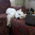 Un Terrier de Westphalie allong&eacute; sur un canap&eacute; et semblant fatigu&eacute; 