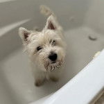 Un Terrier de Westphalie dans une baignoire 