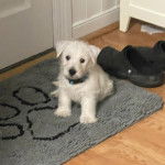 Un chiot Terrier de Westphalie assis sur un tapis et portant un collier autour du cou 