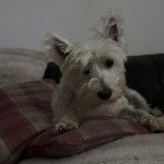 Un Terrier de Westphalie allong&eacute; sur un canap&eacute; et regardant vers la cam&eacute;ra 