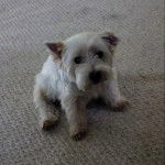 Un chiot Terrier de Westphalie assis sur un tapis et qui semble d&eacute;tendu 