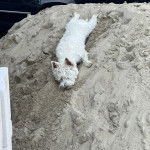 Un Terrier de Westphalie allong&eacute; sur un banc de sable et qui semble d&eacute;tendu 