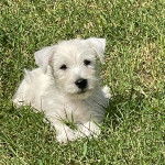 Un Terrier de Westphalie allong&eacute; sur une surface herbac&eacute;e et regardant la cam&eacute;ra 