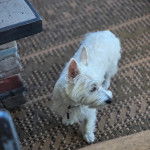 Un Terrier de Westphalie sur un tapis et portant un collier autour du cou