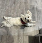 Un Terrier de Westphalie allong&eacute; sur un sol carrel&eacute; et portant un harnais 