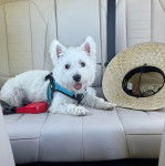 Un Terrier de Westphalie allong&eacute; sur le si&egrave;ge d'une voiture, tirant la langue et portant un harnais 