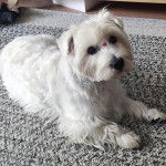 Un Terrier de Westphalie allong&eacute; sur un canap&eacute; et qui semble d&eacute;tendu