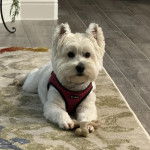Un Terrier de Westphalie allong&eacute; sur un tapis et portant un harnais 