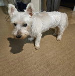 Un Terrier de Westphalie sur une moquette et portant une couche 