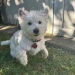 Un Terrier de Westphalie courant sur une surface herbac&eacute;e et portant un collier autour du cou