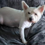 Un Terrier de Westphalie allong&eacute; sur un canap&eacute; et qui semble d&eacute;tendu 