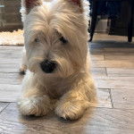 Un Terrier de Westphalie allong&eacute; sur un sol carrel&eacute; 