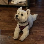 Un Terrier de Westphalie allong&eacute; sur un plancher et portant un harnais 