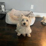Un Terrier de Westphalie assis sur un parquet et regardant vers la cam&eacute;ra 