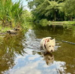 Un Terrier de Westphalie marchant dans l'eau et portant un collier autour du cou