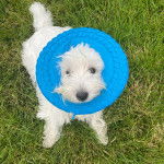 Un Terrier de Westphalie allong&eacute; sur une surface herbac&eacute;e et portant un carcan 