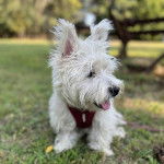 Un Terrier de Westphalie sur un terrain herbeux et portant un harnais 
