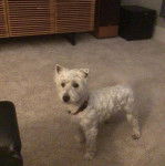 Un Terrier de Westphalie sur une moquette et portant un collier autour du cou 