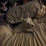 Un Terrier de Westphalie allong&eacute; sur un lit et regardant la cam&eacute;ra 