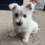 Un chiot Terrier de Westphalie assis sur une moquette et regardant vers la cam&eacute;ra 