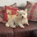 Un Terrier de Westphalie allonge sur un fauteuil et qui semble d&eacute;tendu 