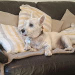 Un Terrier de Westphalie allong&eacute; sur un canap&eacute; et portant un collier autour du cou 